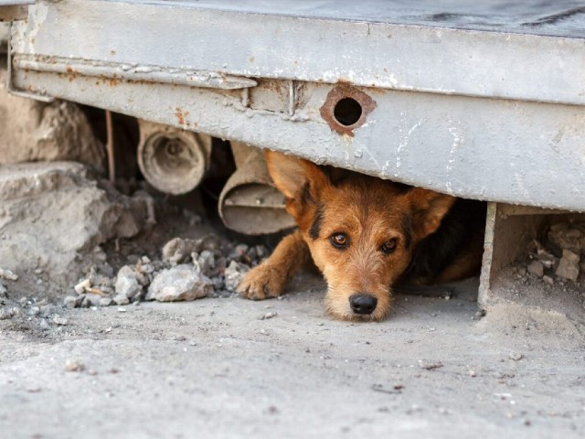 Appalto del servizio di mantenimento, custodia e cura di cani randagi